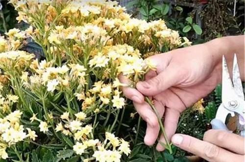  「图片作者」过完年，这花赶紧修剪、扦插，还能再开一茬！