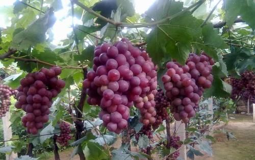  [灌水]怎样安排葡萄园的灌水与排水？