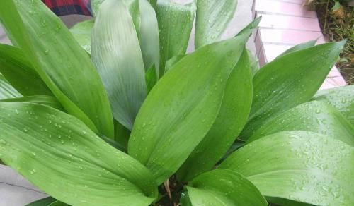  「耐阴」北阳台适合的植物介绍！耐阴好养，选择多样！