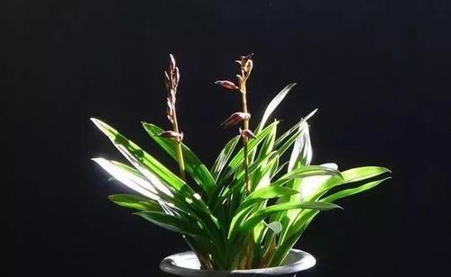  『开眼』今年最火的6种兰花，一开满屋飘香，美的让人移不开眼！