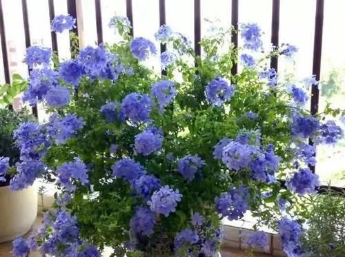  耐涝花@4种耐旱花，4种耐涝花，3种耐阴花，3种耐晒花，都是好养的懒人花