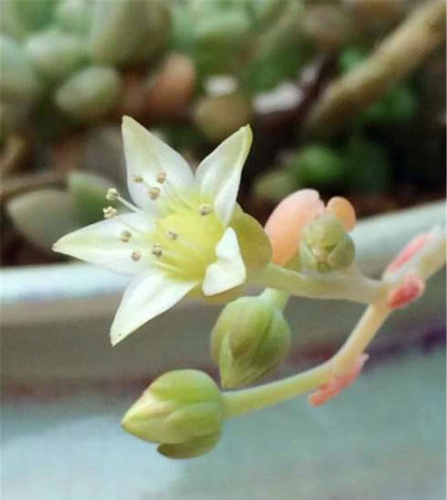 【白花韧锦】有8种多肉“开花不用剪”,只要肥水跟上来,一绽放比啥花都美