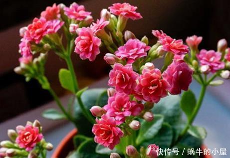  好看■阳台上不知道养什么花？这三种花好看又好养，放在阳台上蹭蹭长