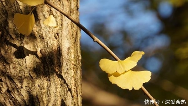 金暖初冬,这抹颜色惊艳了柳侯