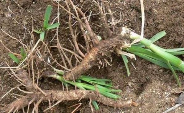 农村小本创业项目，被农民称为懒汉药材，每亩收益4000元