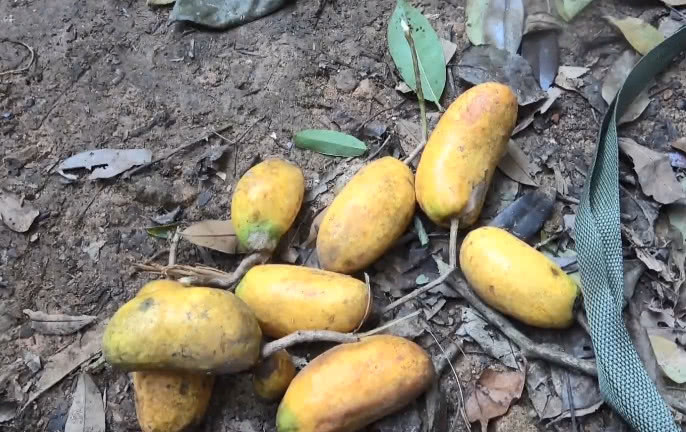 农村小伙到野外山上爬树，就为了采摘这种野果，你吃过没