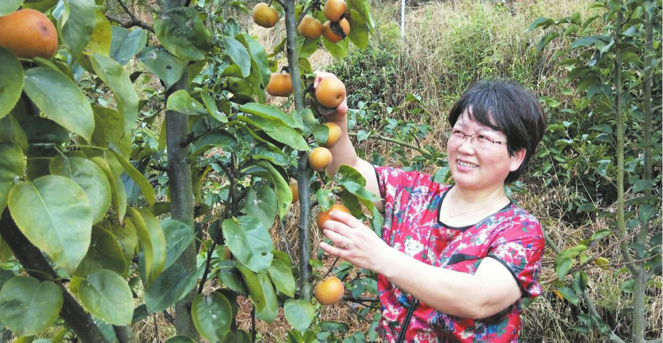 大洪山花果海农业观光体验园迎来香梨采摘高峰