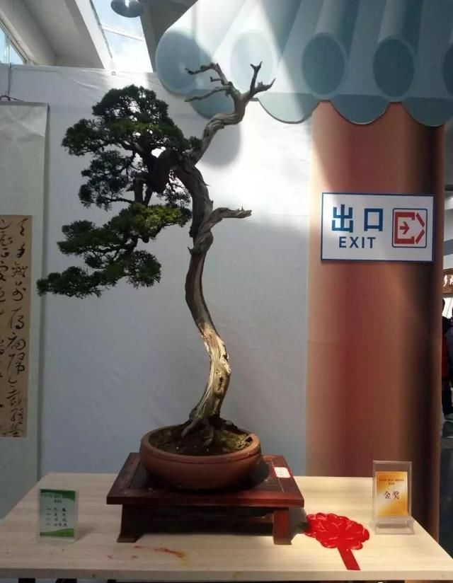 中国?新沂第二届精品盆景展回顾