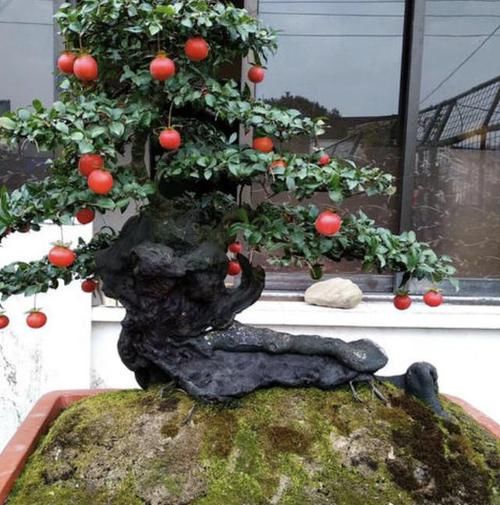  「摆放在家里」养腻了长寿花、绣球花？不妨养3种“观果树”，养300天变盆景！