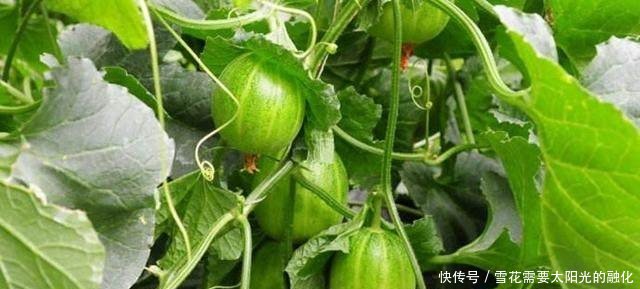 农民不种甜瓜种它，亩产5000斤，每斤20元