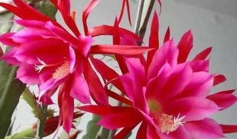  『大片』室内“3种花”最见不得光，一放角落，叶绿、花苞钻，花开一大片