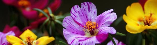  室内|太阳花移植需要缓苗吗