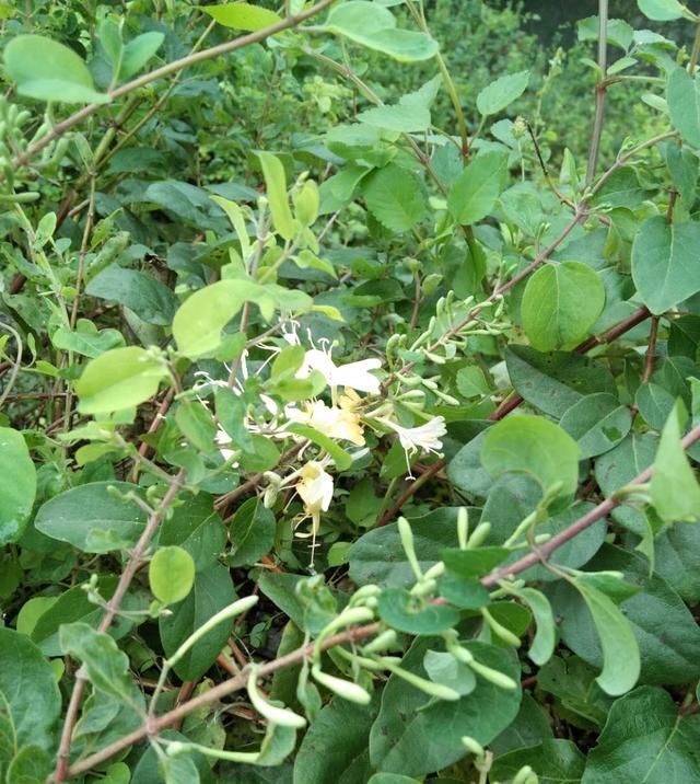  「山上」农村山上的剧毒大茶藤那么臭，为什么还是有人误当金银花来采？
