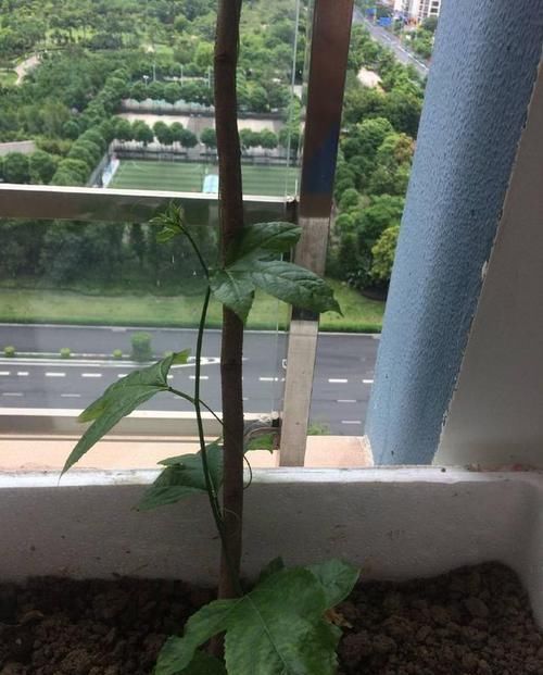  果实@阳台种百香果，2颗小苗相互授粉，半年搞定吃到果实