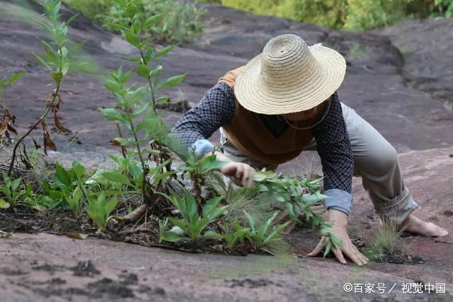  小瞧|这种野生物，好珍贵不凡，别小瞧它的价值，如今稀少难遇，