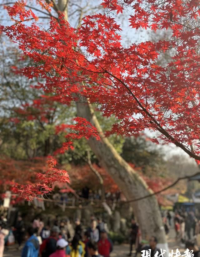 满目火红，“枫景”延后！秋天停在了南京栖霞山