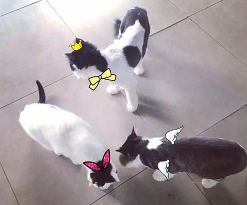 高圆圆剪发晒造型，短发的她更加迷人，网友表示美美哒