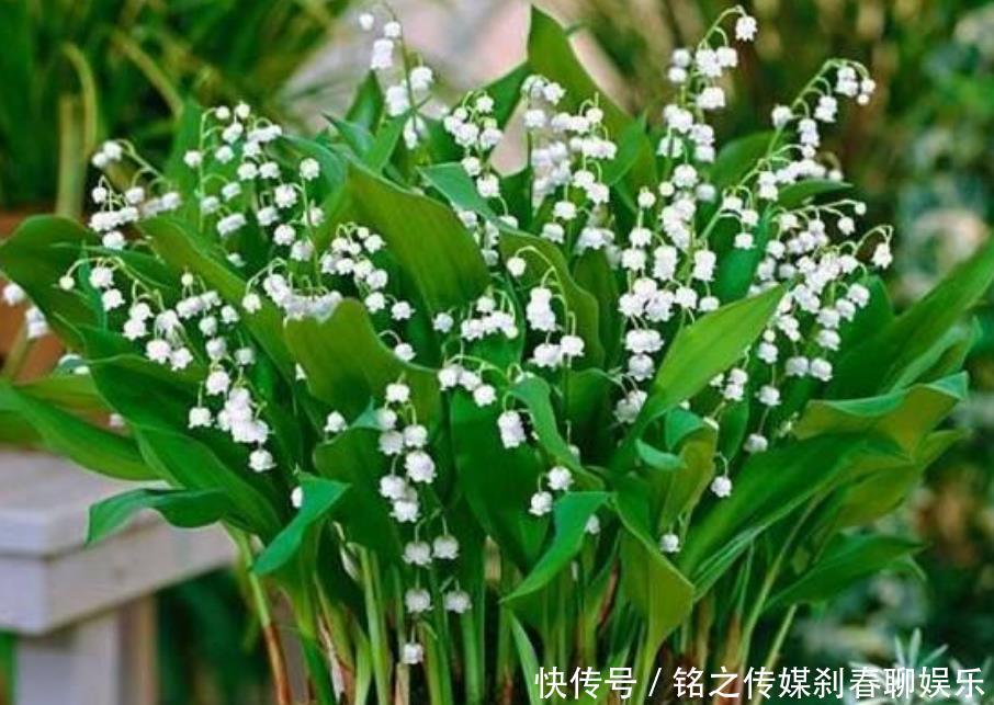 『烂漫』“3种花”很适合阳台养,花香四溢,花朵烂漫迷人,开花一簇簇!