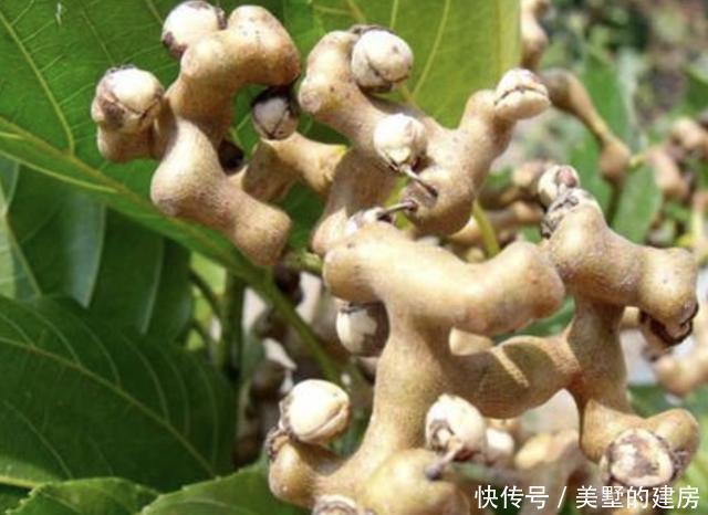  『价值』告诉朋友，看到此种“野果”请珍惜，如今20元1斤，别忽视！