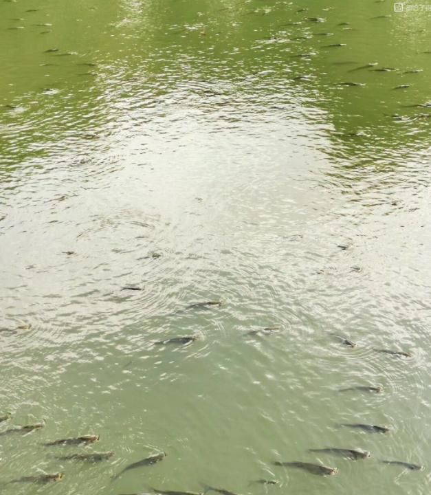  『浪费时间』阴雨天鱼口会更好？不懂分辨真正好天气，出门钓鱼等于浪费时间