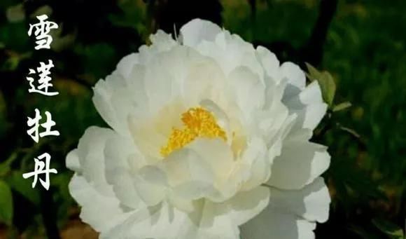  『牡丹』芍药和牡丹的区别图,看懂图就能轻松区分出来!