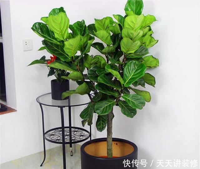  【花盆】琴叶榕有3怕，难怪叶片瘦小还发黄，学会了叶子肥大，四季常青