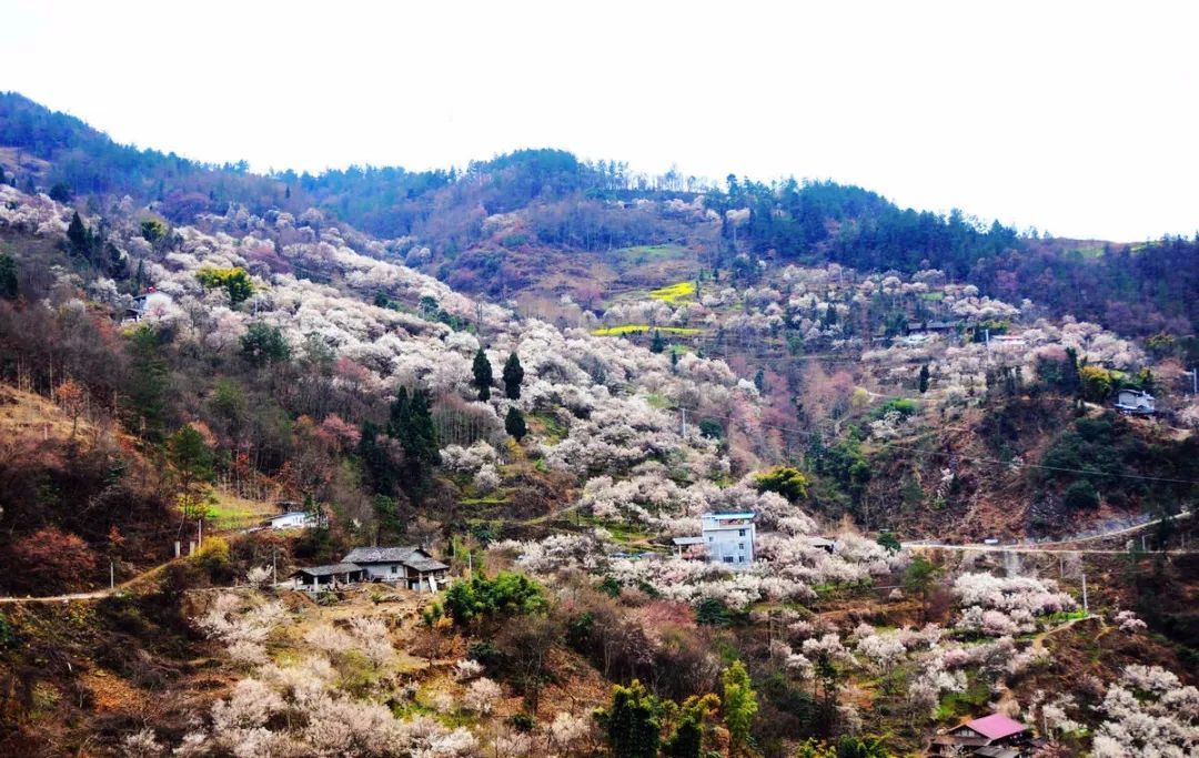 再过20天，中国将花开成海，错过再等一年