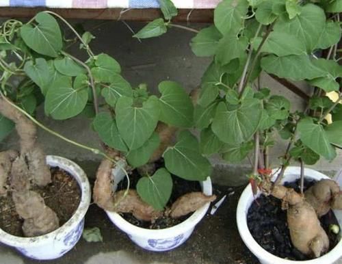  『植物』灌丛里有1种“何首乌”，看着像野草，殊不知有用处，挺珍贵！