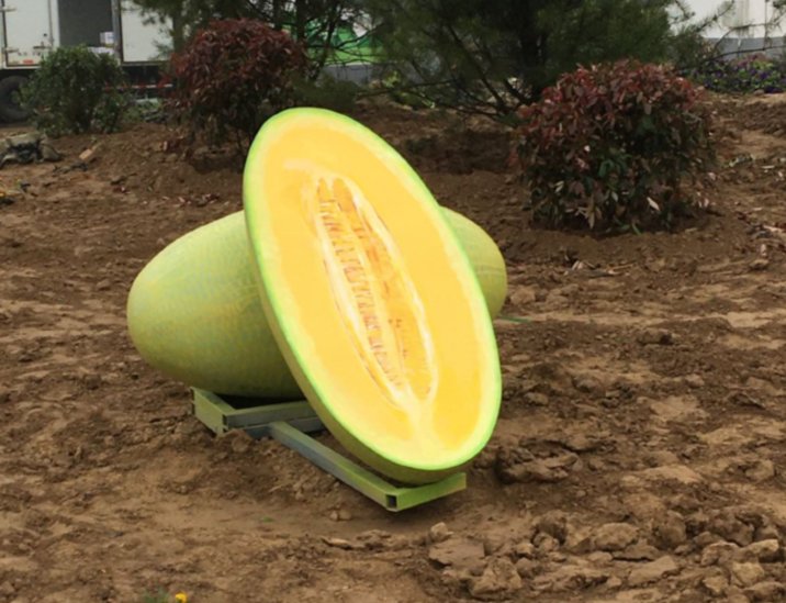  『今日』小甜瓜里做出大文章，章丘高官寨甜瓜季今日开幕