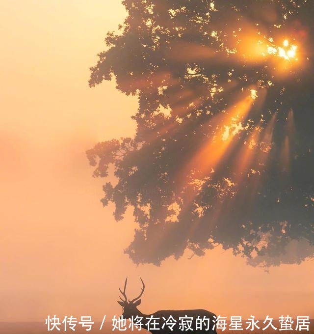 『拼搏』不求回报,一生为了子女而拼搏的星座