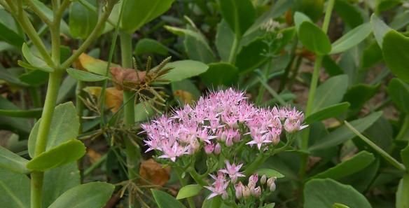  [种花草]墙根小花池可以种植的9种花草，你喜欢哪一种？