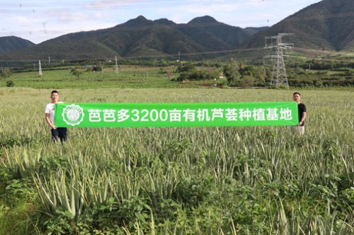 芭芭多芦荟单品牌店蓝海探寻，美容行业升级的下一入口