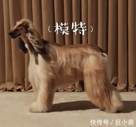  『紫菜』时尚宠儿阿富汗猎犬，下水竟变成一团紫菜，毛太重游都游不动