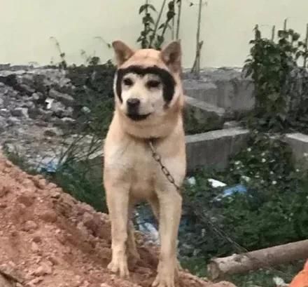  「哈士奇」哈士奇和田园犬生下了孩子，可没想到居然只遗传它一张脸，笑疯了