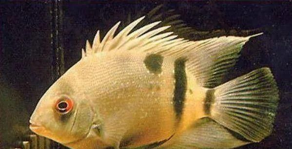  #水族市场上#美洲慈鲷之美，您细品