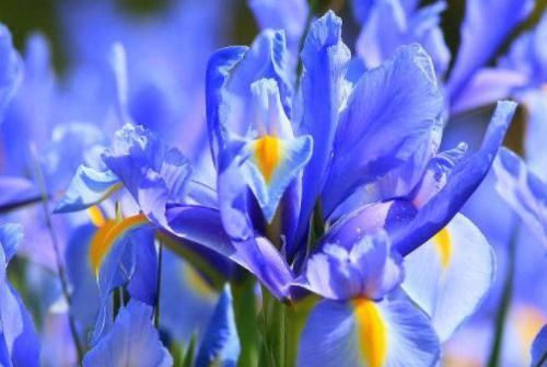  『家里』?家里种这些花朵，花开繁盛惹人爱，养出漂亮花海，值得拥有
