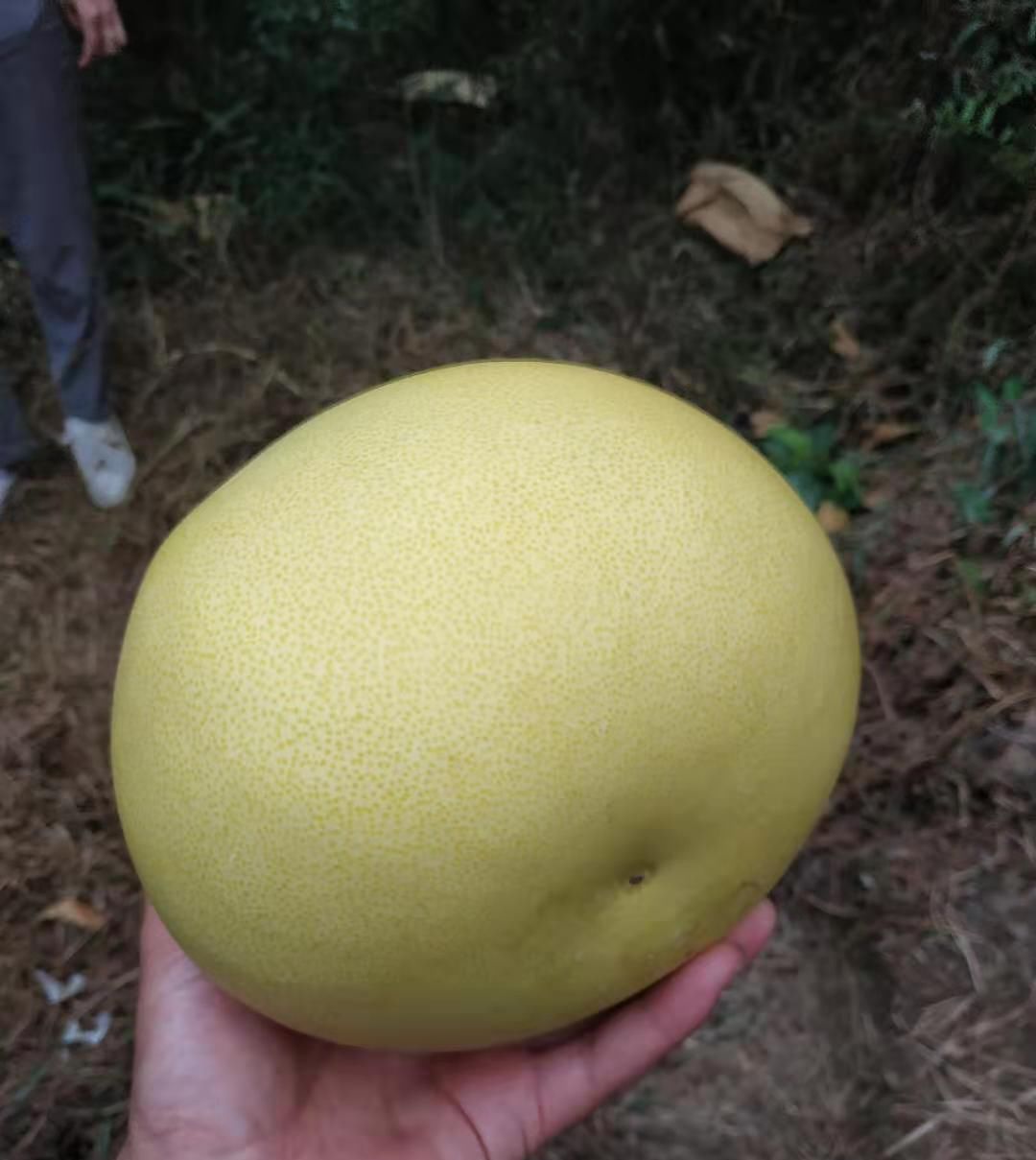  「地上」一块钱一斤果农懒得收，掉在地上全部开裂，当地人说谁