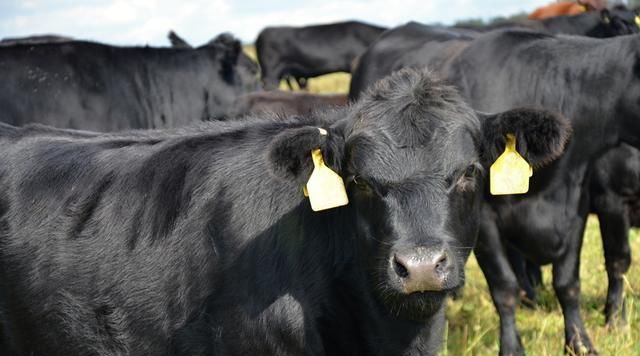  肉牛：肉牛养殖品种大全（收藏版）