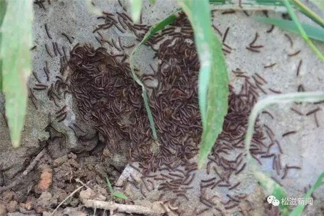 辟谣!湖北一地涌现大量虫子,专家:自然现象,与地震前兆无关