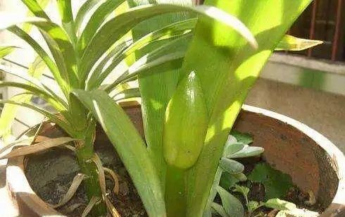  『该不该』花盆里“杂草”究竟该不该拔掉?多数人不清楚,难怪花总黄叶烂根