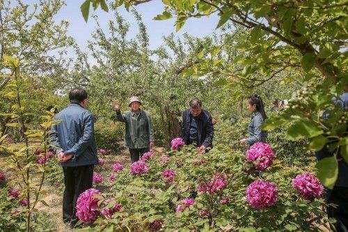 『欣赏牡丹花』71岁农民耗时40年家门口建牡丹园,1株镇园之宝10万不卖,啥样子