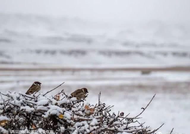 大美新疆，上眼胡杨