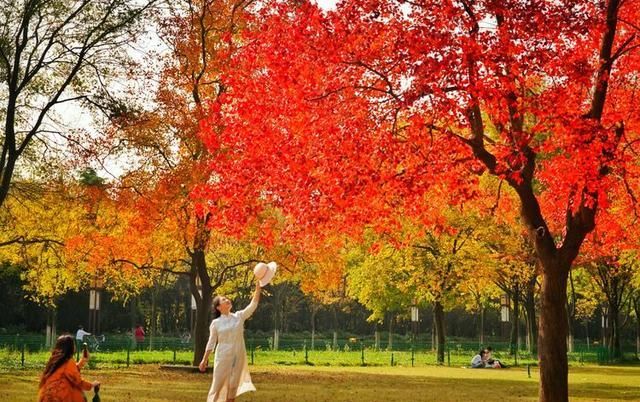 洛阳深秋有多美？隋唐秋色惹人醉，网红树下故事多