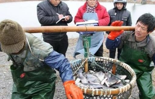  「鱼塘」2019年为什么这么多人在农村挖鱼塘？原因其实很简单
