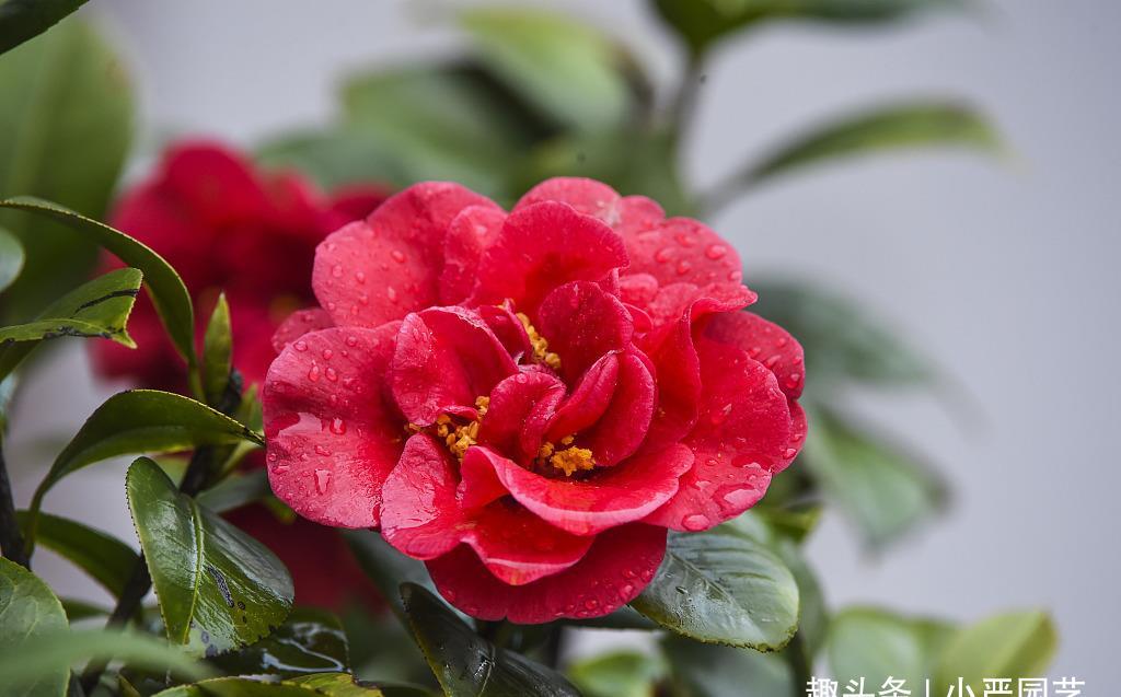 『酸水』给茶花喝三种“酸水”,植株生长旺盛,花朵快速绽开