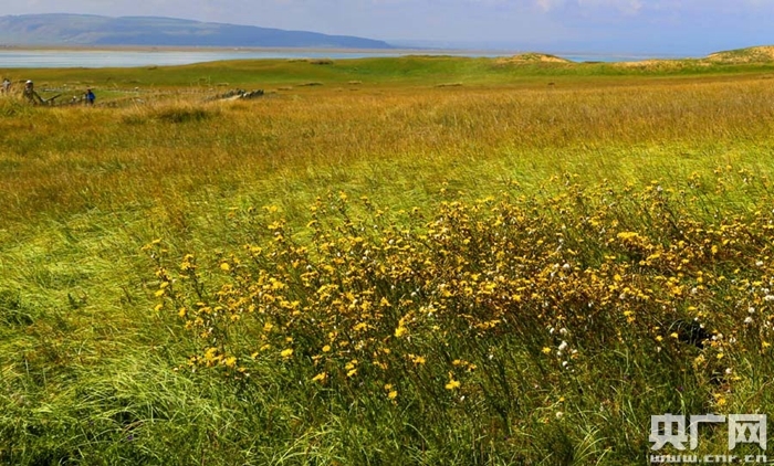 青海湖加强生态保护 整体生态功能持续增强