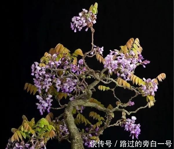  「盆景」藤旧桩盆景，浅紫色花