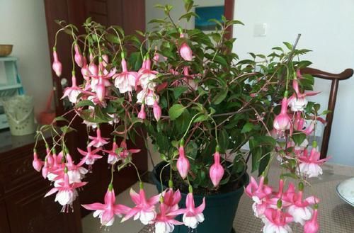  「居家」居家就养这几款花，花大色艳，一开200天以上，开花清新高雅，美