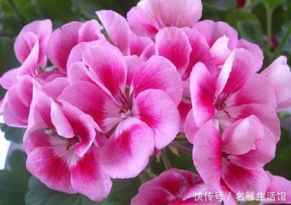 「轻松」这三种绿植号称蚊子的天敌,夏天养上一盆让你轻松度夏
