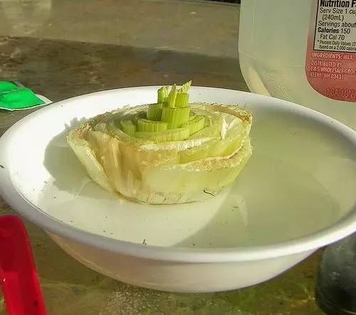  『蔬菜』买一次菜，就能得到无限生长的盆栽蔬菜
